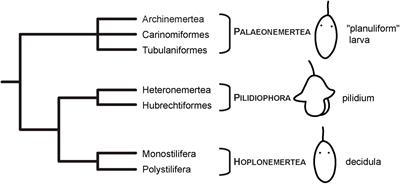 Comparative development of the serotonin- and FMRFamide-immunoreactive components of the nervous system in two distantly related ribbon worm species (Nemertea, Spiralia)